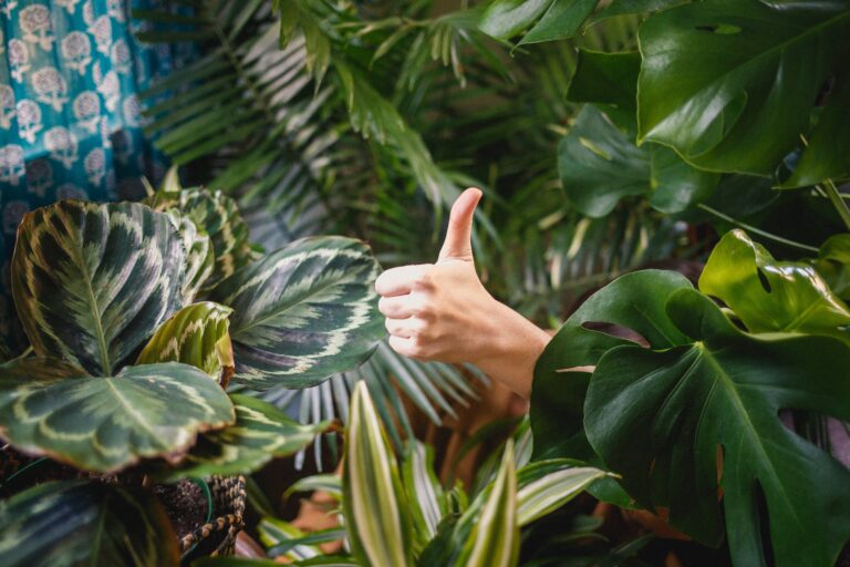 person showing thumbs-up